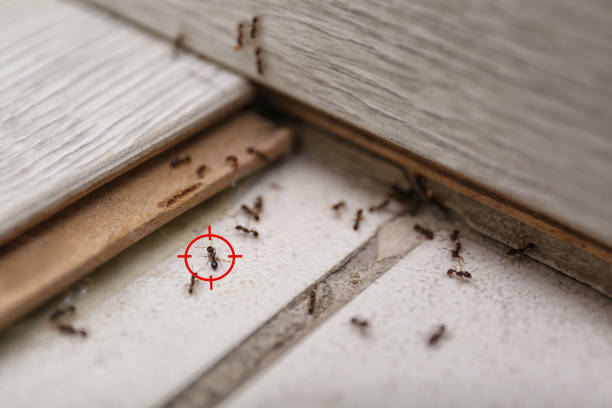 Best Best Pest Control Companies  in Trinidad, CO