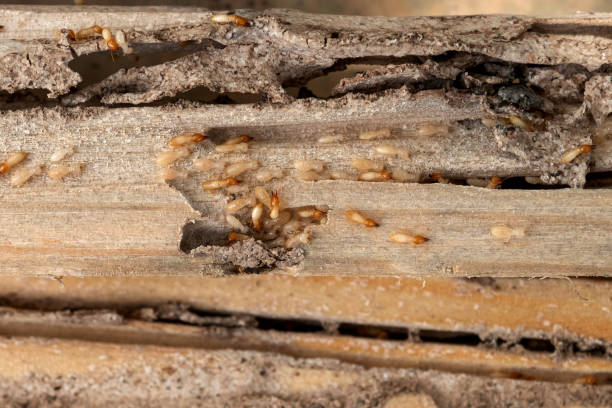 Best Commercial Pest Control Services  in Trinidad, CO