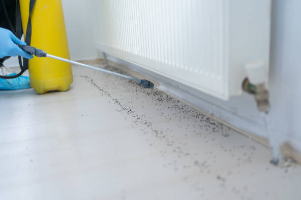 Best Emergency Pest Control  in Trinidad, CO