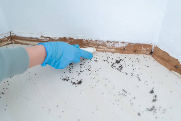 Best Local Pest Control Services  in Trinidad, CO